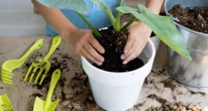 6 dicas de como trocar planta de vaso